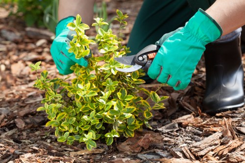 Close-up of trimmed hedge and tools